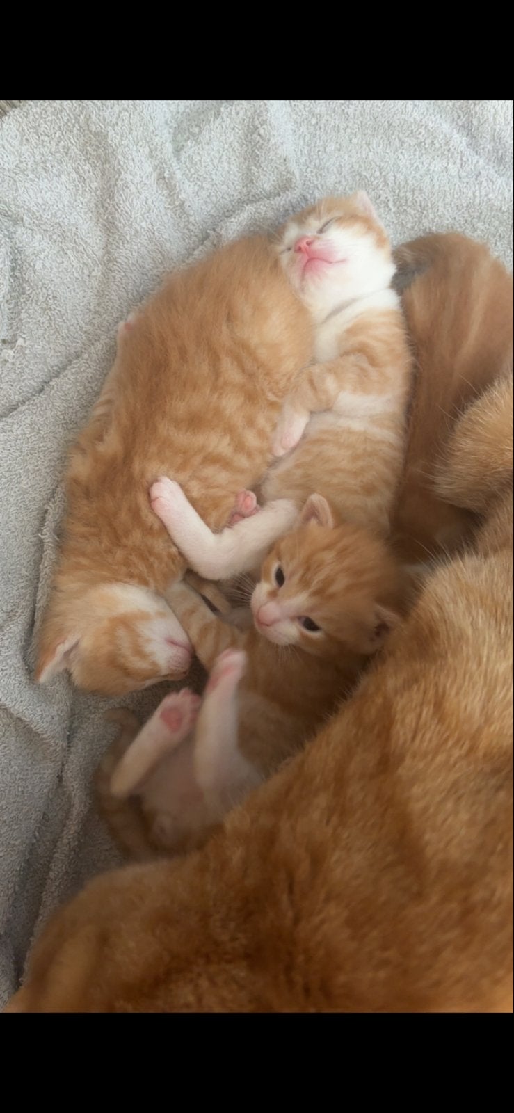 Super knappe en lieve kittens, Dieren en Toebehoren, Meerdere dieren