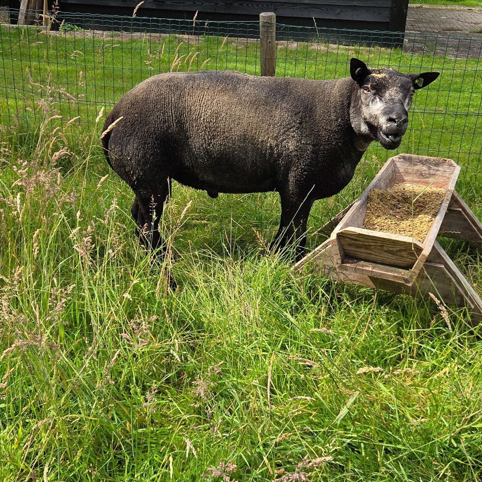 Beste  2 5 jarige blauwe texelaar ram, Mannelijk, Schaap