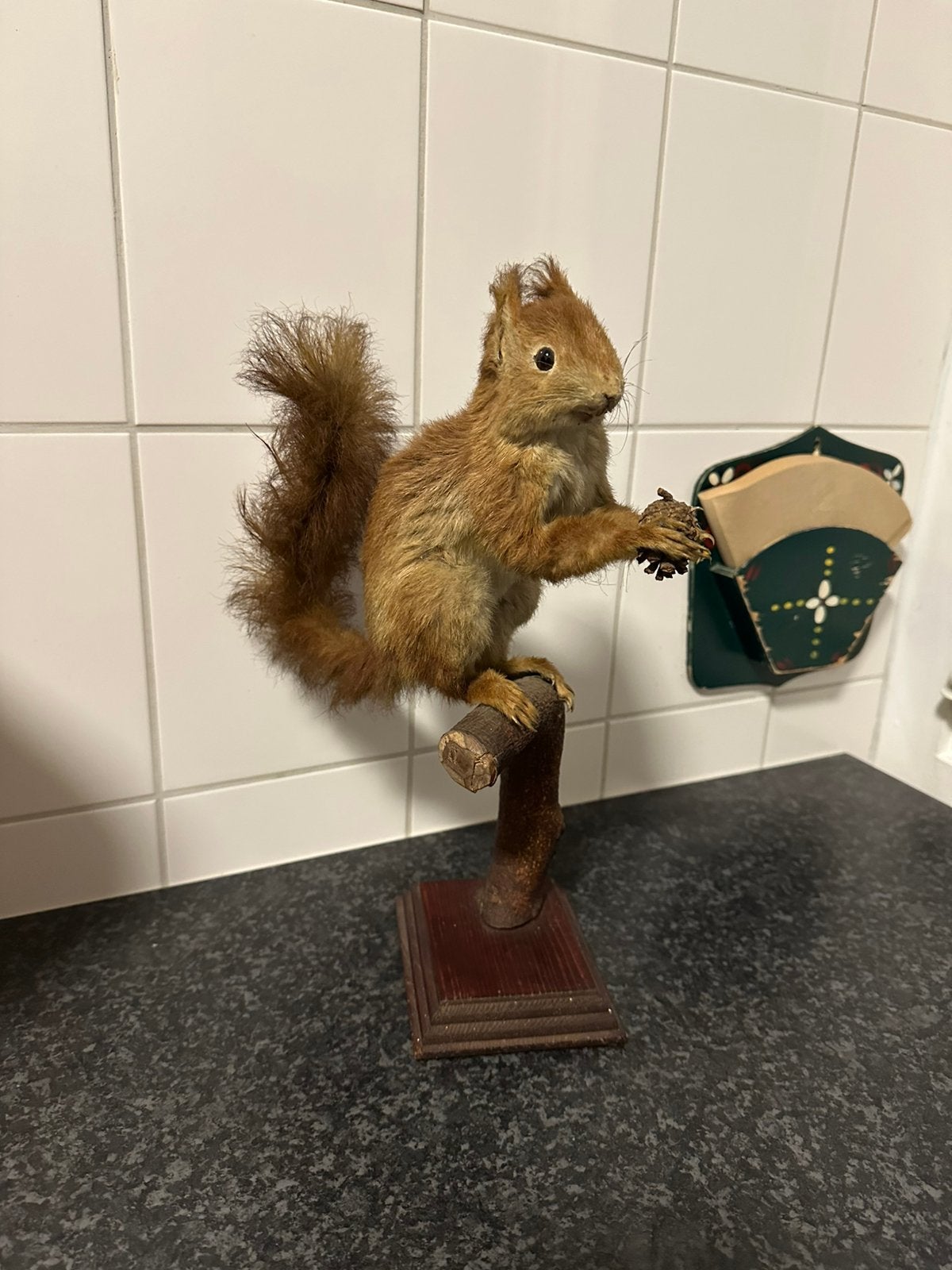 Opgezette eekhoorn taxidermie, Ophalen of Verzenden, Wild dier, Opgezet dier