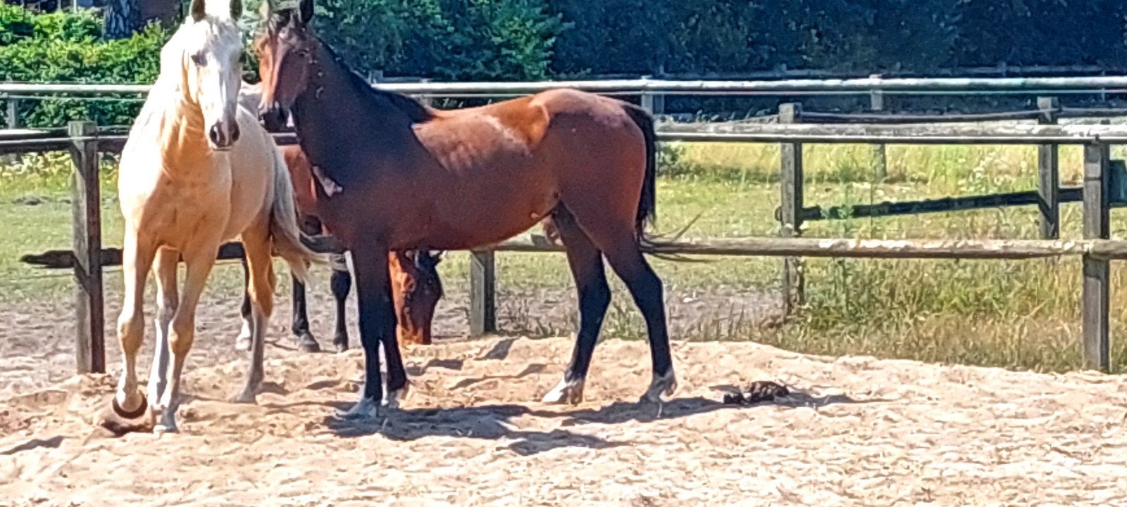 e pony ruin 3 jaar, E pony (1.48m - 1.57m), Ruin, Springpony, 3 tot 6 jaar