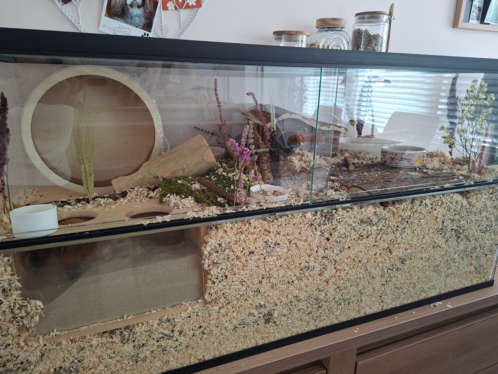 Terranium Hamster kooi 100x50x50 Gerbil Shop, Dieren en Toebehoren, Knaagdieren en Konijnen | Hokken en Kooien, Kooi, Zo goed als nieuw