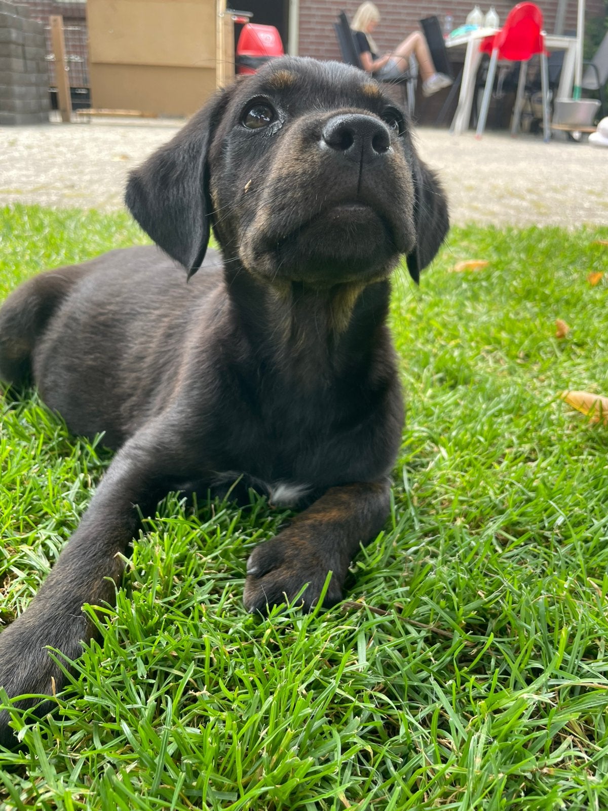Labrador X Golden retriever, Golden retriever, Reu, 8 tot 15 weken, Meerdere