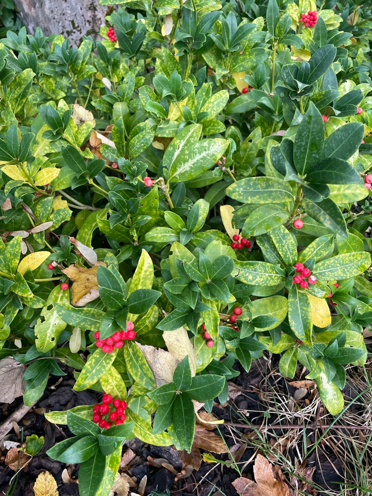 Skimmia japonica 'Red Berry Bee' - Rode Bessen, Vaste plant, Halfschaduw, Winter, Ophalen