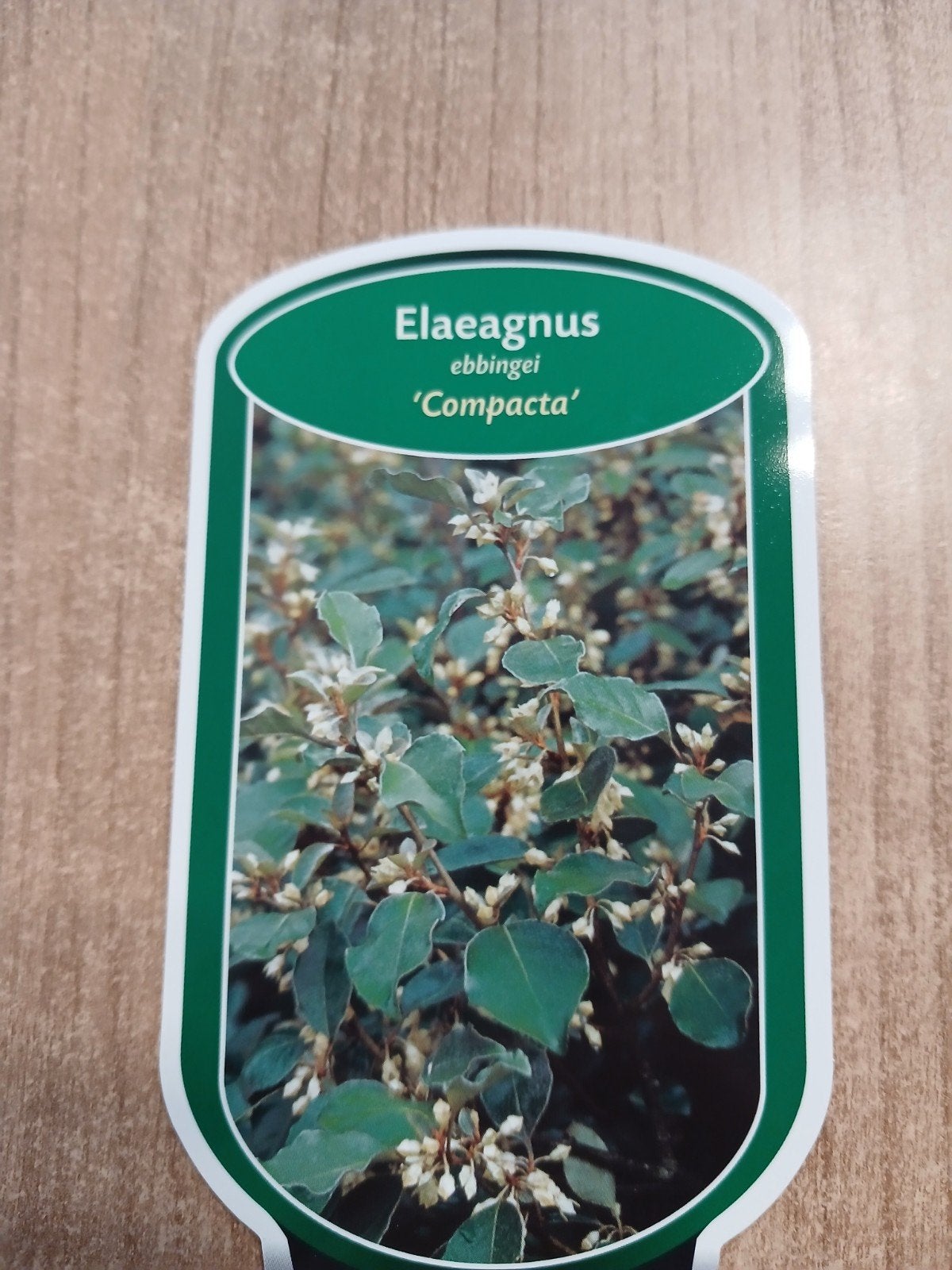 Elaeagnus ebbingei 'Compacta' - Groenblijvende Olijfwilg, Tuin en Terras, Vaste plant, Halfschaduw, Herfst, Ophalen