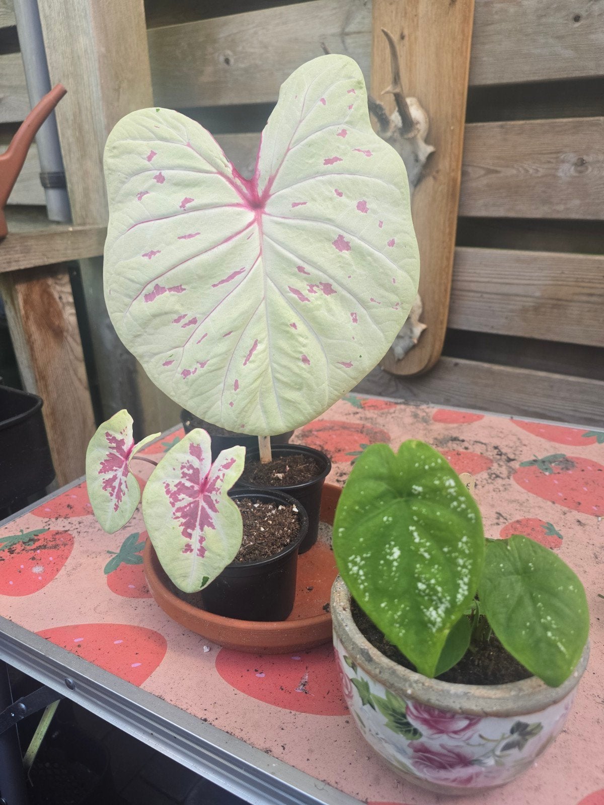 Koopje; Caladium kamerplanten pakket, Ophalen, In pot, Halfschaduw, Minder dan 100 cm