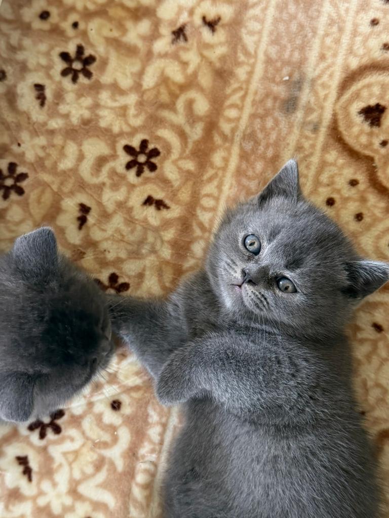 Britse korthaar, Dieren en Toebehoren, Katten en Kittens | Raskatten | Korthaar, Poes