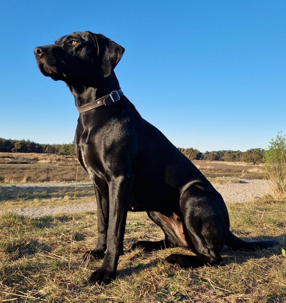 Labrador-Weimaraner (75%-25%) pups verwacht!, Overige rassen, 8 tot 15 weken, Teef, CDV (hondenziekte)