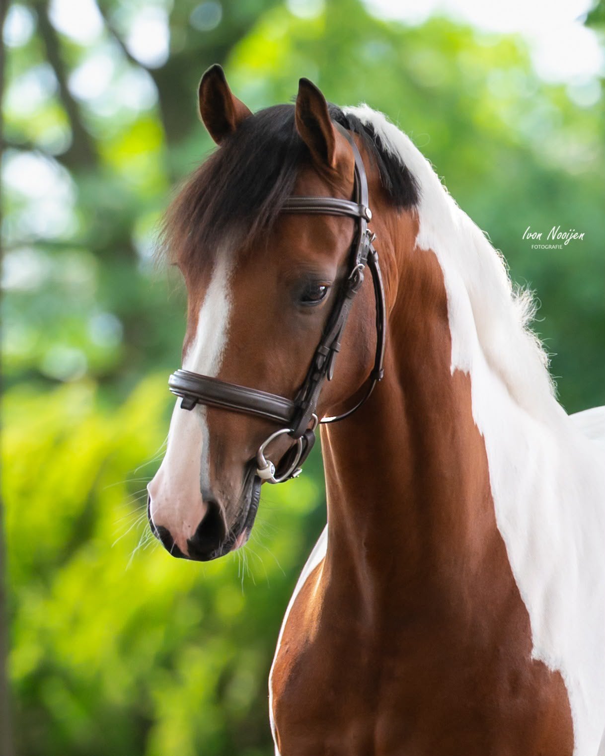 Supergave allround pony, Dieren en Toebehoren, Paarden, Merrie, 3 tot 6 jaar