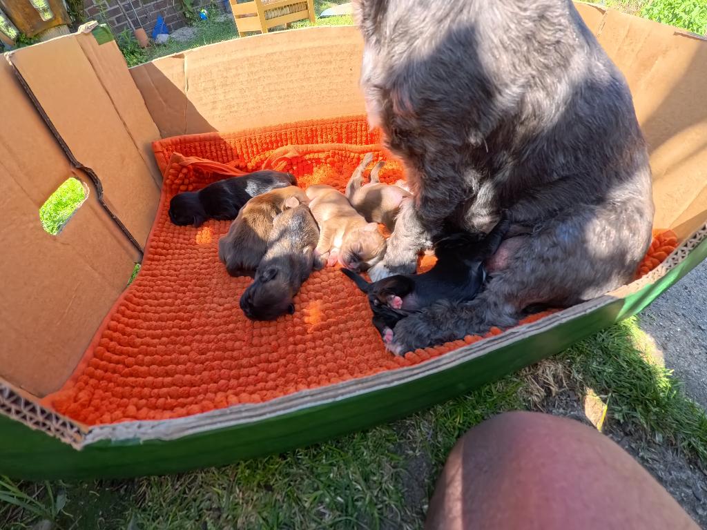 Shih Tzu 'kindjes', Overige rassen, 8 tot 15 weken, Parvo, Meerdere