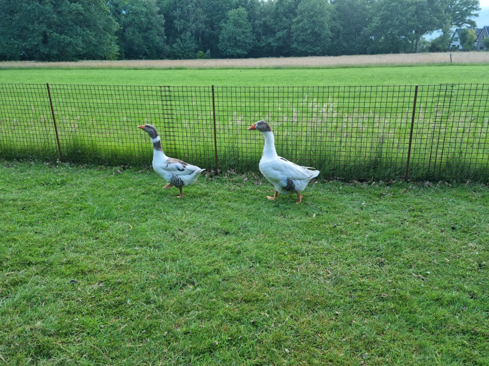 2 Superknappe ganzen Twentse landgans landganzen GROOT, Meerdere dieren, Gans of Zwaan