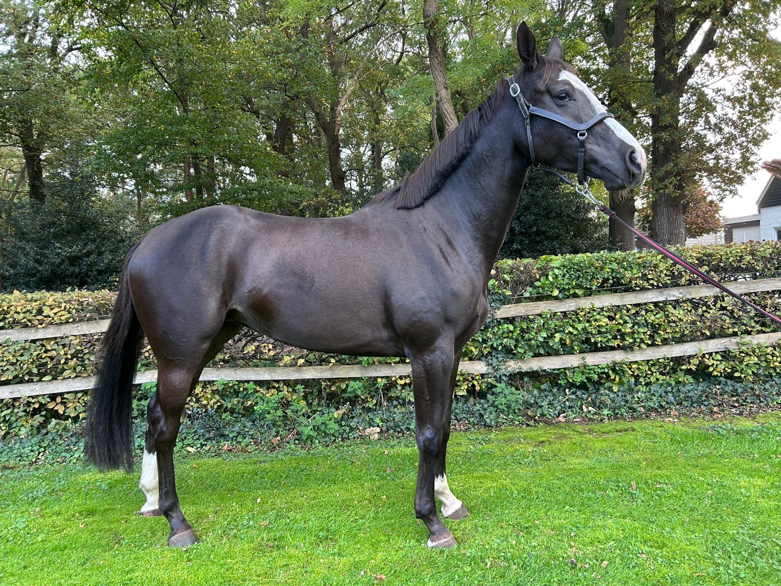 Veelbelovende 3-jarige KWPN-merrie Airplane, Merrie, Met stamboom, Springpaard, 3 tot 6 jaar