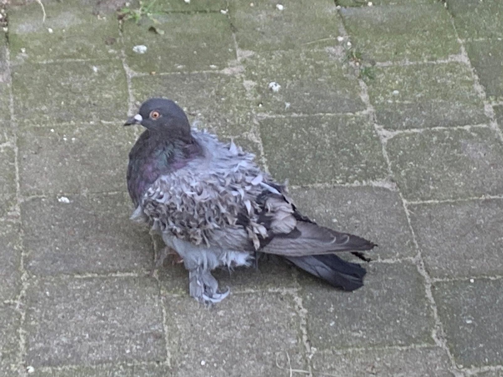 Krulduiven krul duif, Dieren en Toebehoren, Vogels | Duiven, Geslacht onbekend, Overige soorten