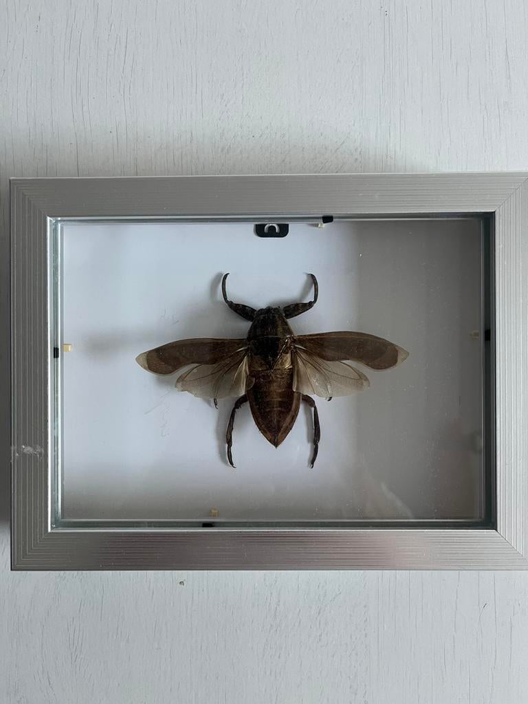 Lethocerus oculatus in lijst, Bijen