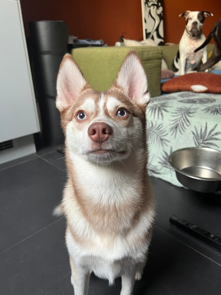 Dekreu aangeboden - Mooie lieve pomsky (mini huski), Dieren en Toebehoren, Honden | Dekreuen, Parvo, 15 weken tot 1 jaar, Reu