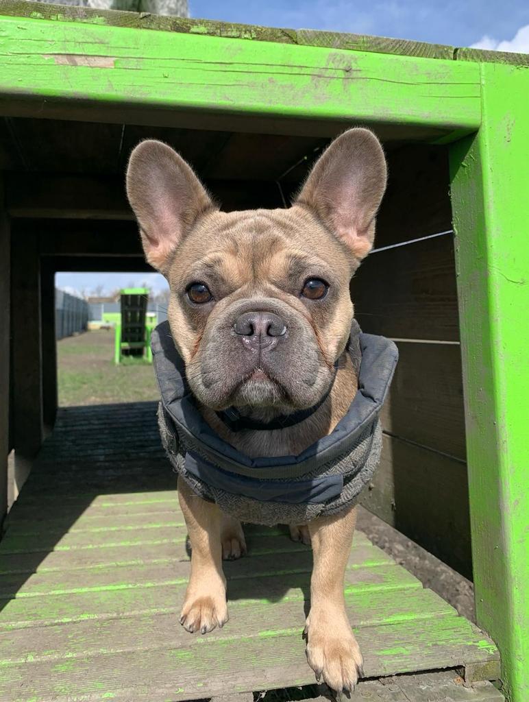 Uw hond op vakantie? Huiselijke opvang bij de hondenbus!, Diensten en Vakmensen, Dieren | Honden | Verzorging, Oppas en Les, Pension of Dagopvang