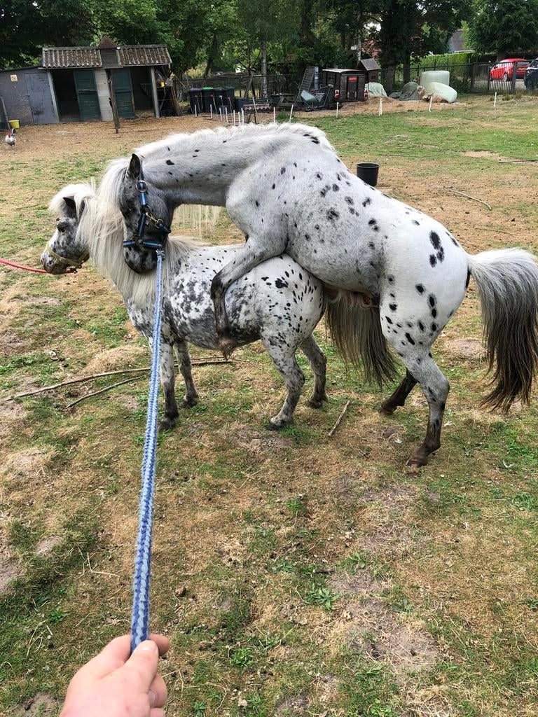 Nmprs appaloosa dekhengst, Hengst