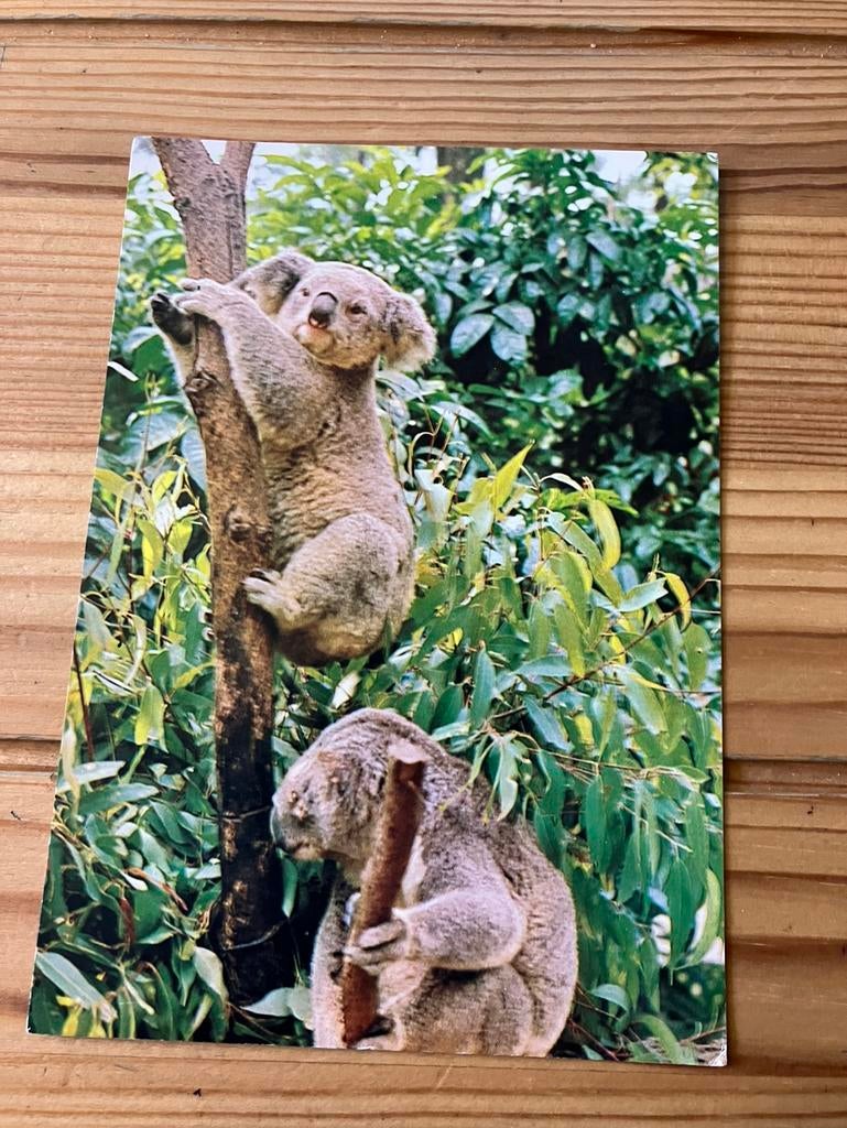 Ansichtkaart Australië, koala’s, Verzamelen, Ansichtkaarten | Buitenland, Ophalen of Verzenden