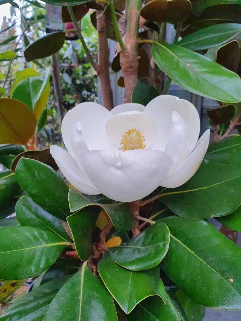 Magnolia grandiflora François Treyve / hoogstam 6-8 ‼️, Tuin en Terras, Planten | Bomen, Zomer, 400 cm of meer, Ophalen, Volle zon