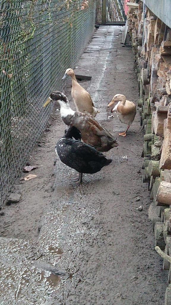 Broedeieren van een loopeend, Dieren en Toebehoren, Pluimvee, Geslacht onbekend, Eend