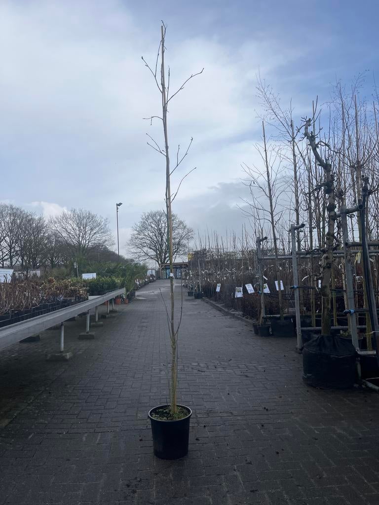 Sorbus aucuparia - Lijsterbes, Overige soorten, Lente, 250 tot 400 cm, Ophalen