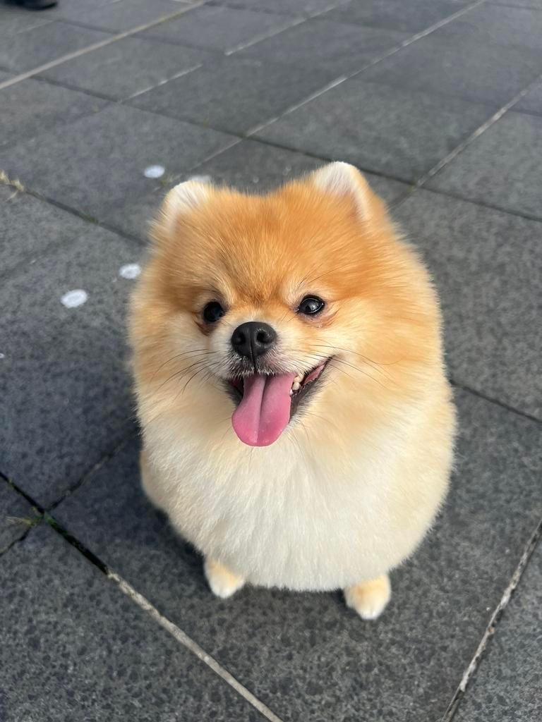 Dekreu mooie Pomeriaan/dwergkeeshond (NIET TE KOOP), Keeshond, Reu, 1 tot 2 jaar, Parvo