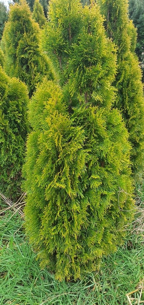 Diversen maten bomen heesters coniferen etc tekoop aangebode, Ophalen, Conifeer, 100 tot 250 cm