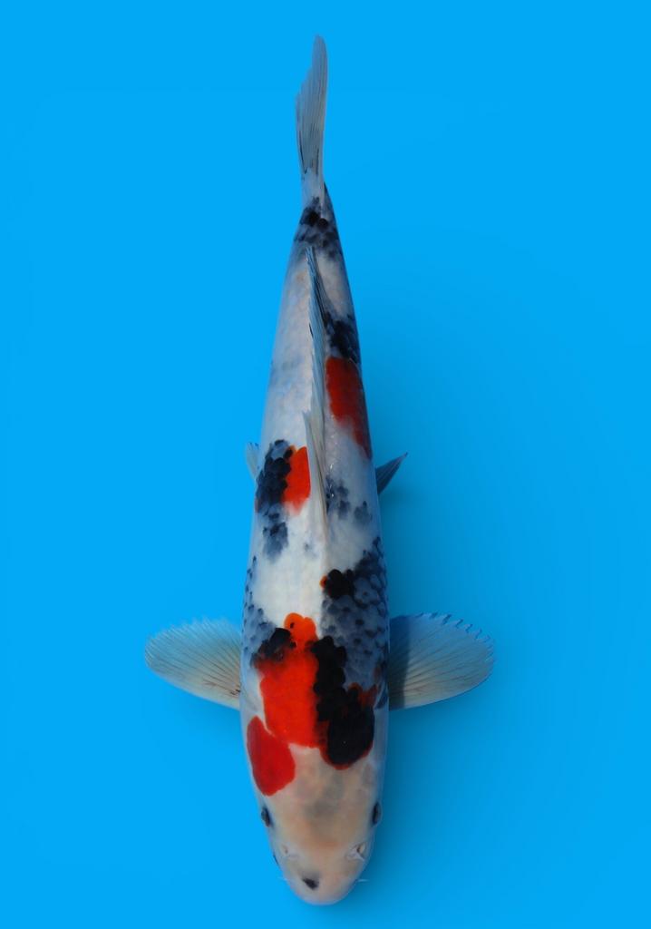 DAINICHI KOI JUMBO TOSAI NEW COLLETION BY HEESCHKOI, Dieren en Toebehoren, Vissen | Vijvervissen