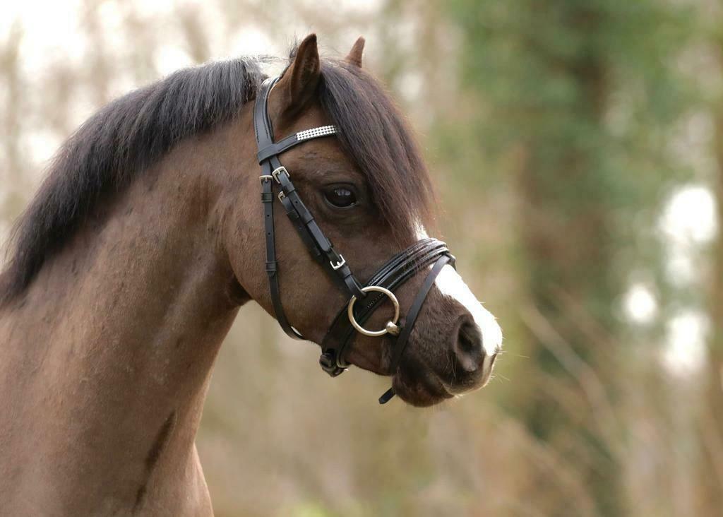 Doorlopend gezocht A-B~C welsh pony's, Dieren en Toebehoren, Met stamboom, B, Dressuurpony, 0 tot 2 jaar