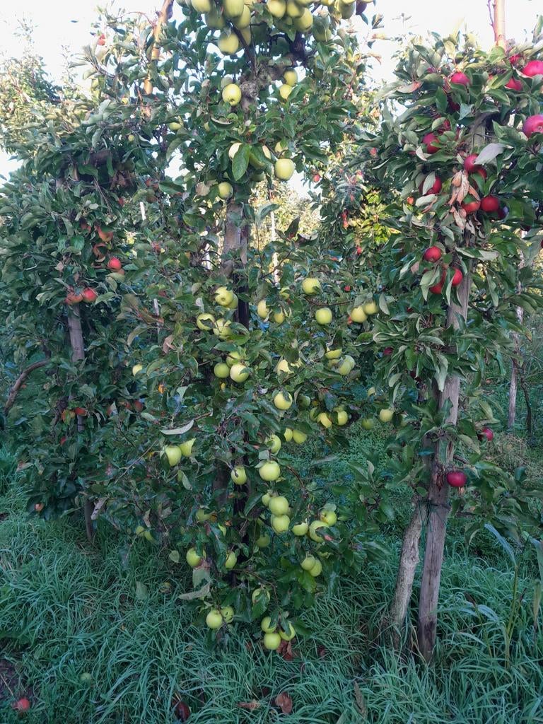 Oude appelbomen, Tuin en Terras, Planten | Bomen, Ophalen of Verzenden