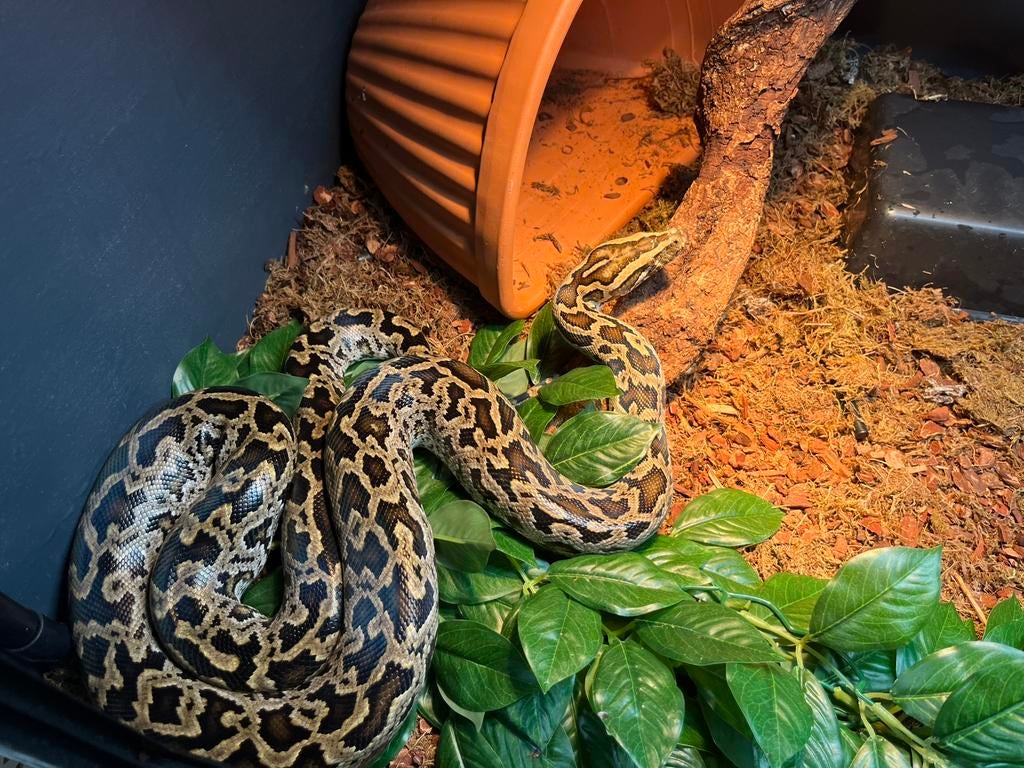 Python Bivittatus Progschai met terrarium, Dieren en Toebehoren, Slang, Met terrarium, 0 tot 2 jaar