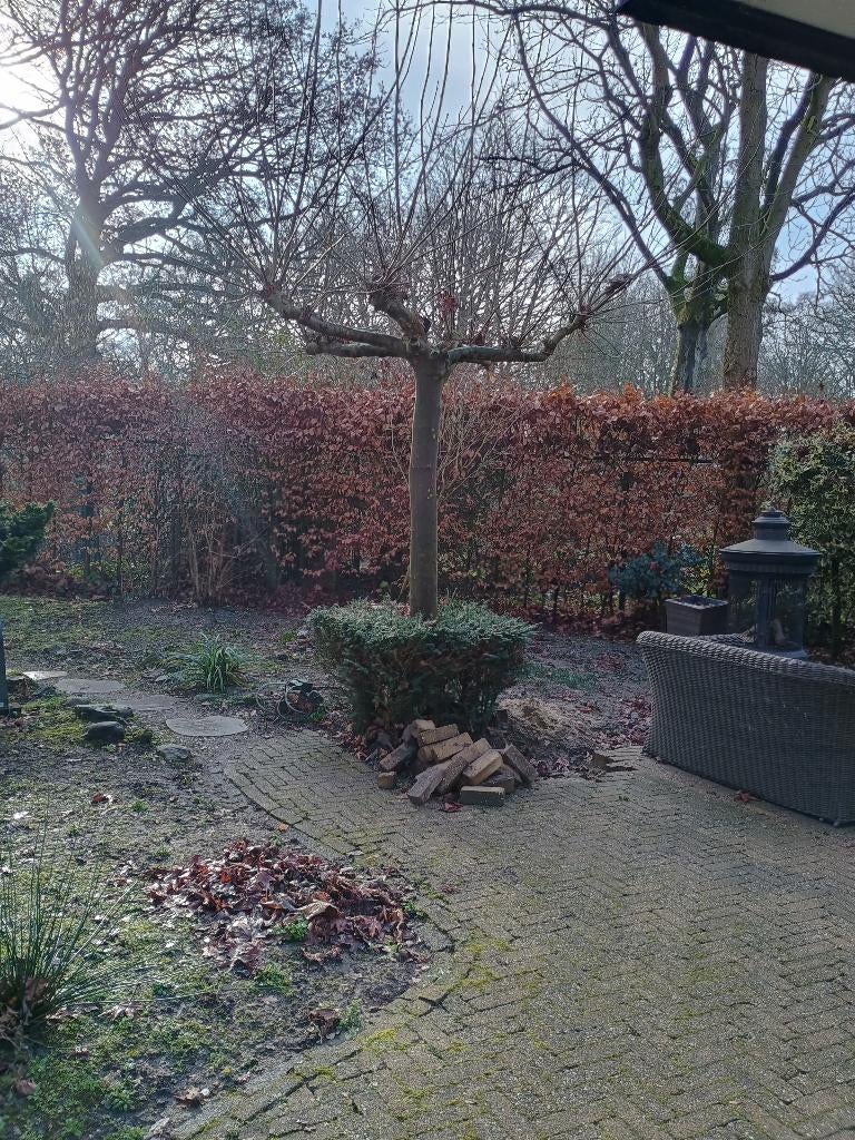 3 mooie  vol groeide dakplatanen, Tuin en Terras, Ophalen, Halfschaduw, Overige soorten