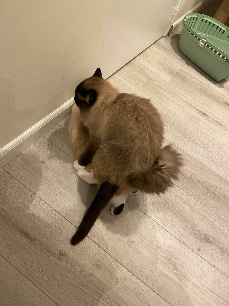 Foto 13 van Ragdoll DNA GETEST(dekkater)NIET TE KOOP