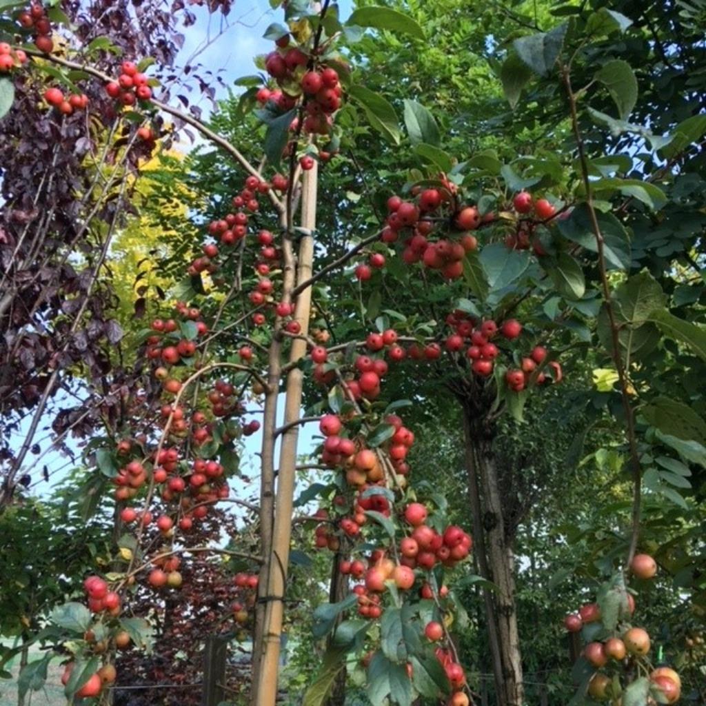 Sierappel, Malus Red Sentinel, sierboom met rode appeltjes, Tuin en Terras, Ophalen, Halfschaduw, Overige soorten, Lente