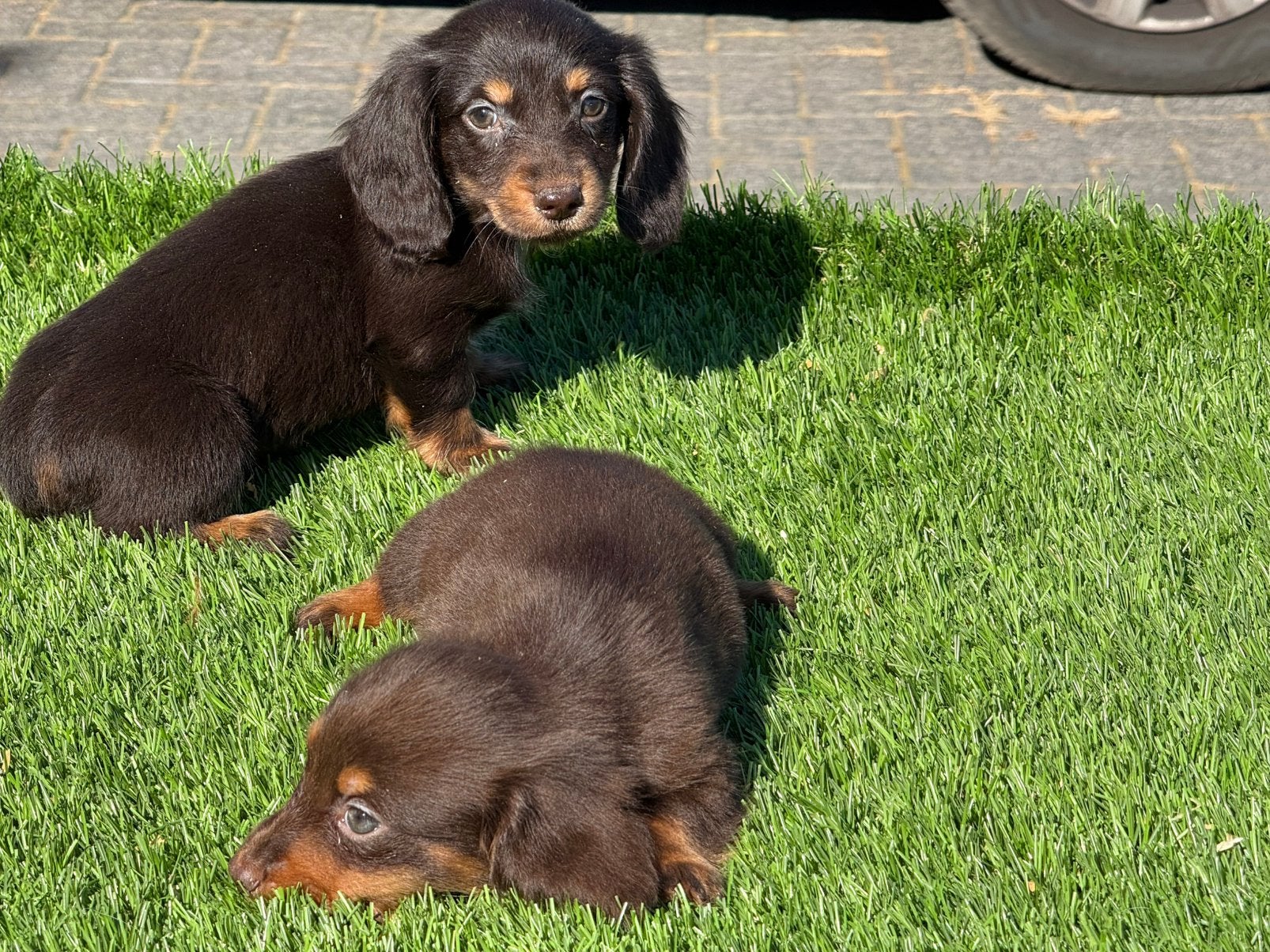 Choco langhaar langharige dwerg teckel pups, Nederland, Parvo, 8 tot 15 weken, Dwerg