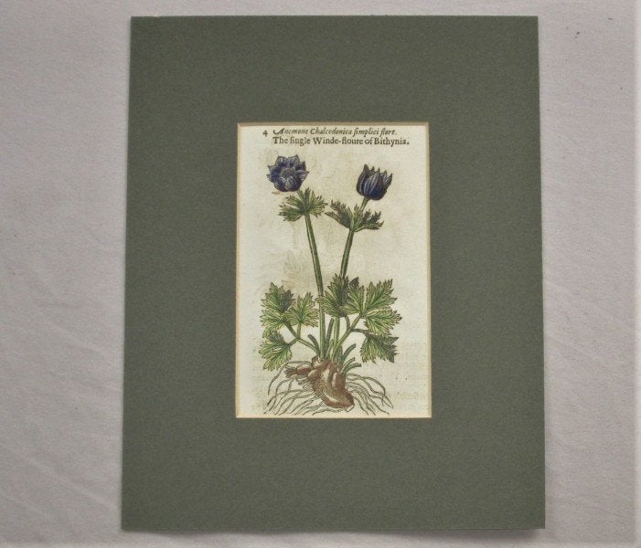 Antieke houtsnede John Gerarde uit The Herbal - 1633, Houtsnede, Flora en Fauna, 1600 - 1699, Handgekleurd