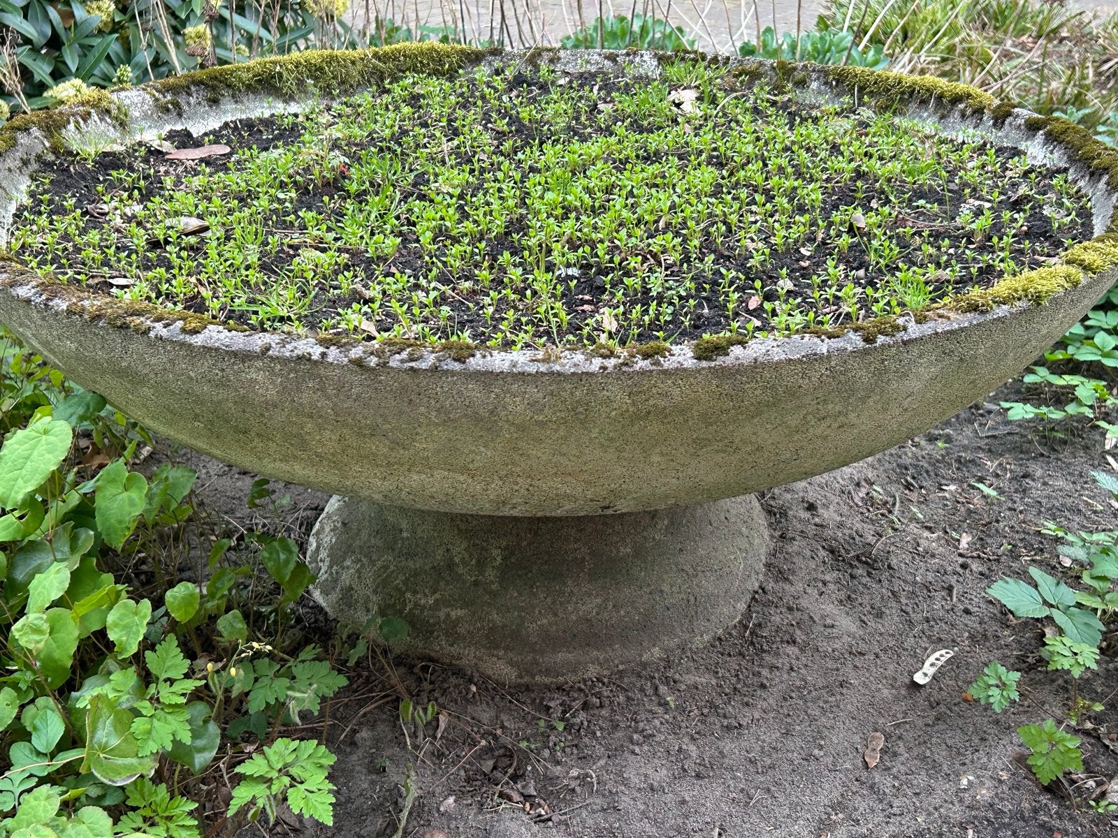 Grote betonnen plantenbak op voet - Tuin, Ophalen, Gebruikt, 100 cm of meer, Rond