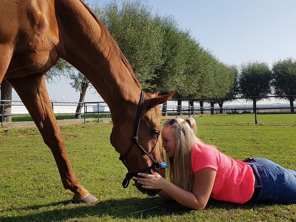 Bijrijdster aangeboden, bijrijpaard gezocht, Dieren en Toebehoren, Ophalen, Nieuw