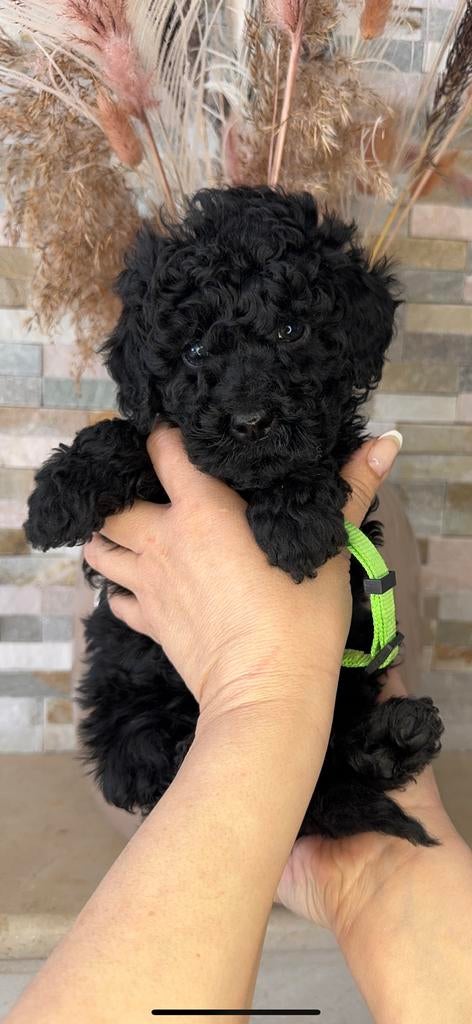 Prachtige Goldendoodle pup, Dieren en Toebehoren, Honden | Retrievers, Spaniëls en Waterhonden, Parvo, Nederland, Overige rassen
