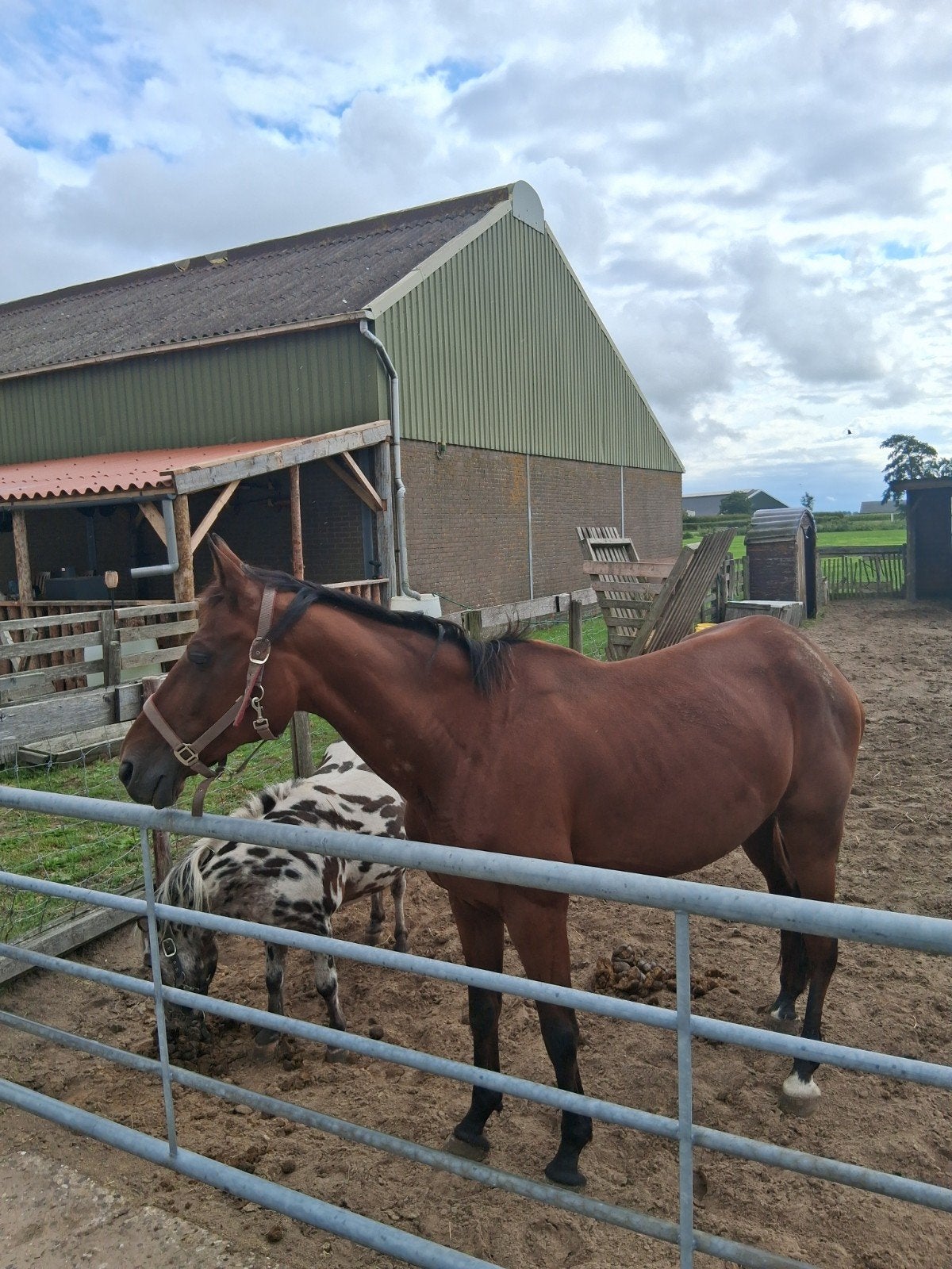 Stoarm, een 8 jarige draver merrie, Merrie, Zadelmak, 7 tot 10 jaar, 160 tot 165 cm