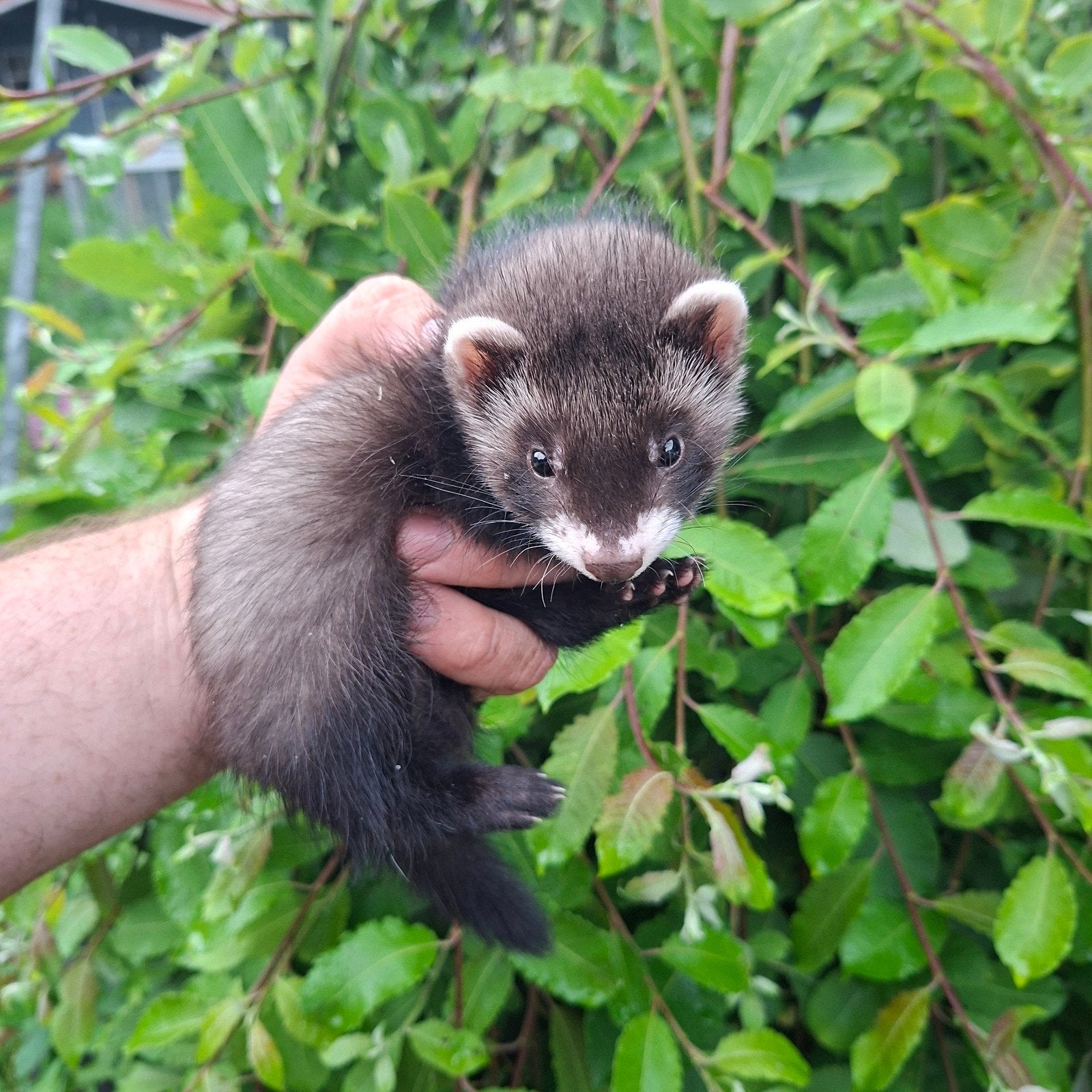 Leuke lieve fret., April, Mannelijk