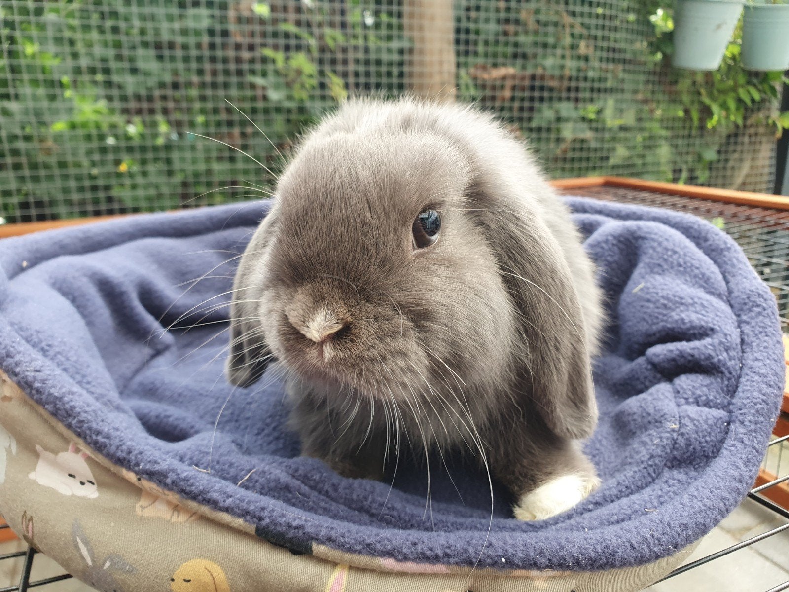 Minilop Dwerghangoor konijntje,voedstertje, Dieren en Toebehoren, Konijnen, Meerdere dieren, Dwerg
