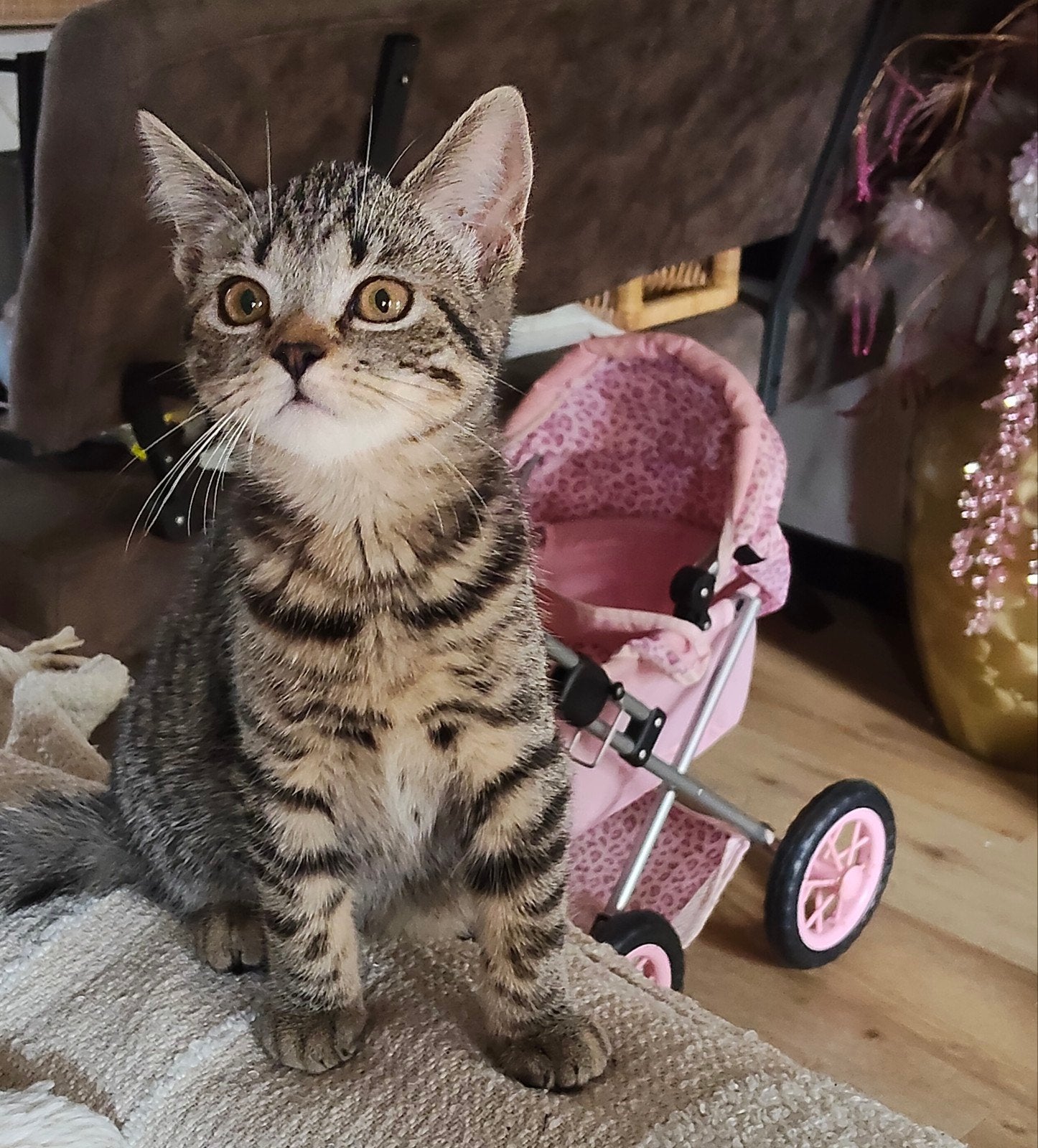 Britse korthaar kitten meisje, Poes, Gechipt, 0 tot 2 jaar