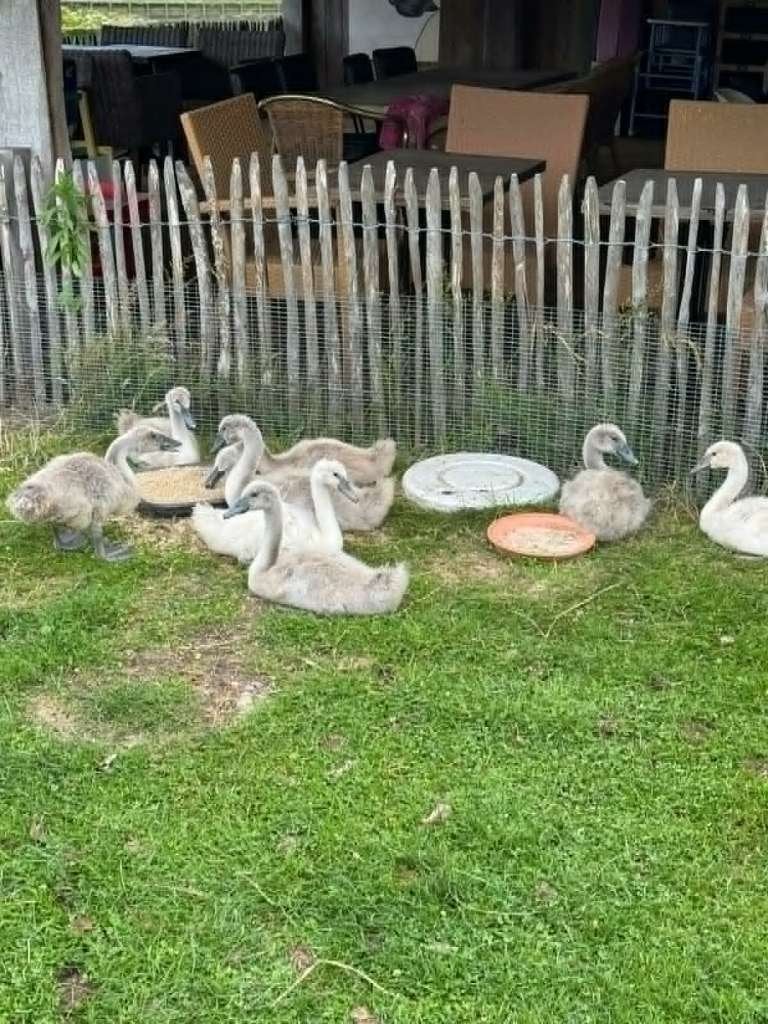 zwanen  pluimvee, Dieren en Toebehoren, Pluimvee, Meerdere dieren, Gans of Zwaan