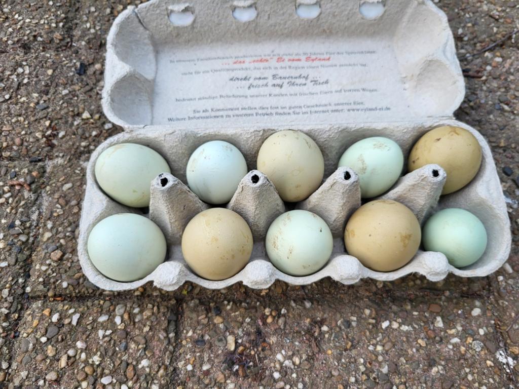 Broedeieren van kleurleggers kruising araucana, Dieren en Toebehoren, Pluimvee, Geslacht onbekend, Kip