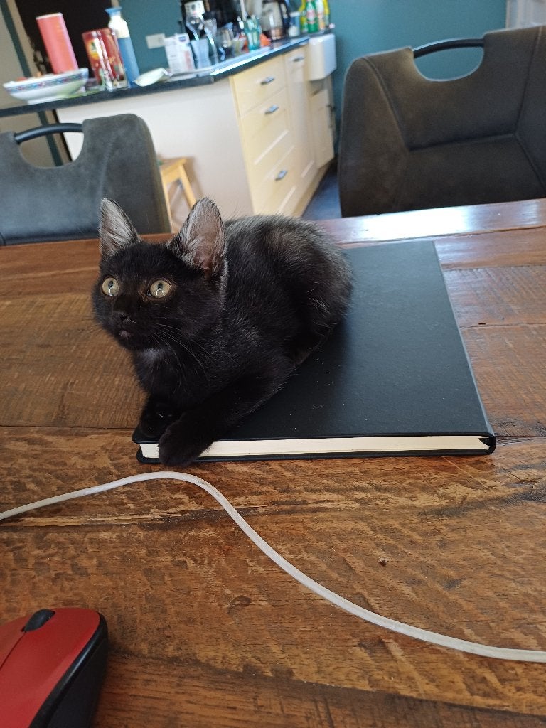 Nog 1 leuke kitten, Dieren en Toebehoren, Poes, Ontwormd, 0 tot 2 jaar