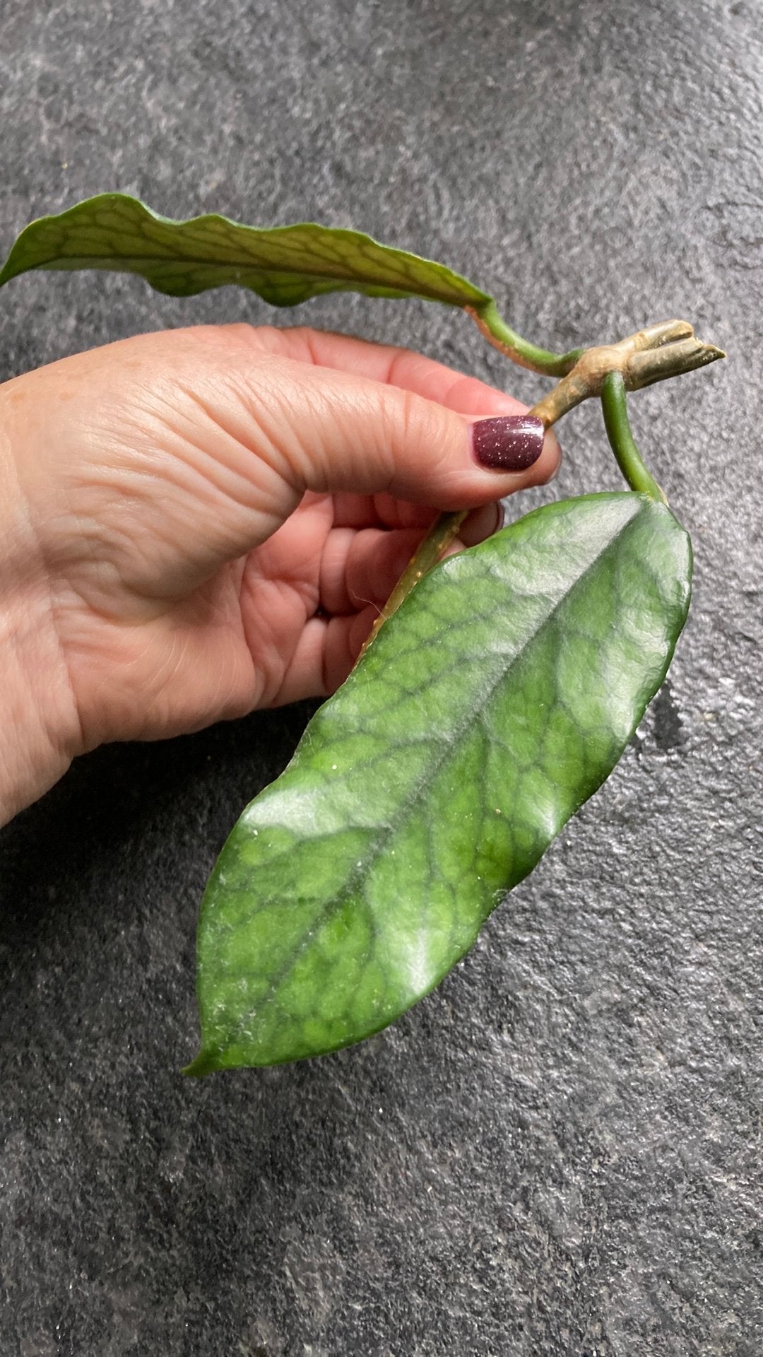 Hoya Vilosa Cao Dang, Ophalen of Verzenden, Halfschaduw, Minder dan 100 cm