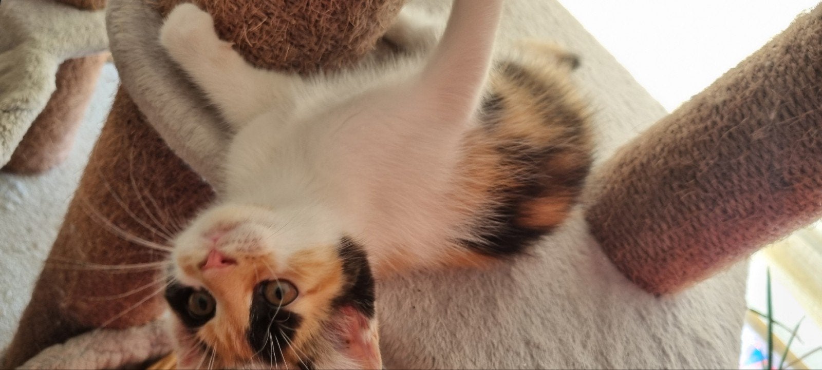 X Maine coon kittens vier stuks 75% maine coon, Meerdere dieren, Ontwormd, 0 tot 2 jaar