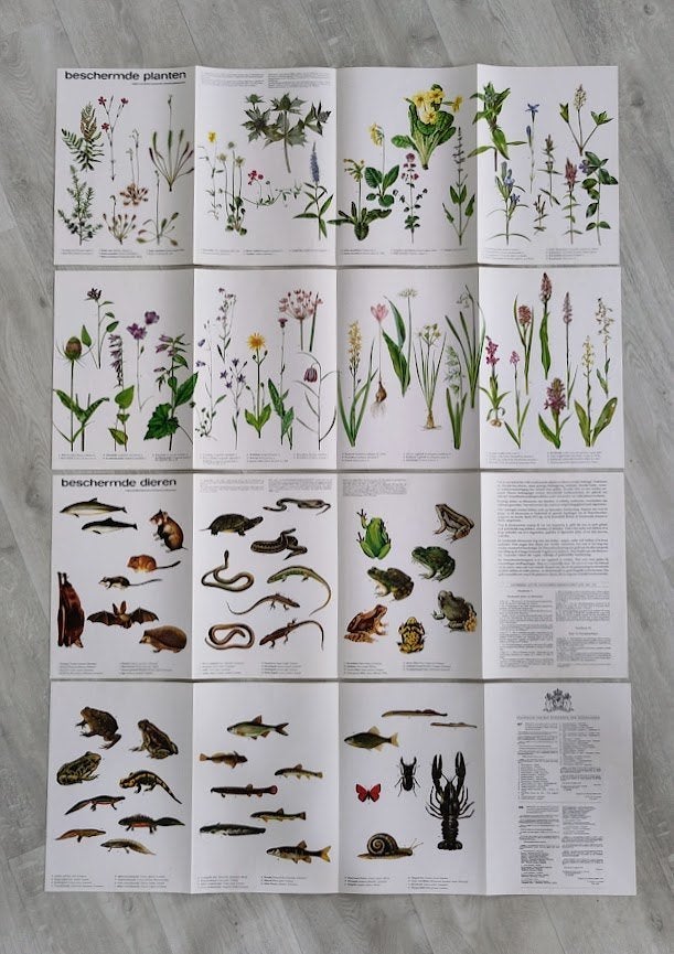 🔴 Beschermde Planten & Dieren, 70e Jaren 🔴, Ophalen of Verzenden, Zo goed als nieuw, Natuur algemeen
