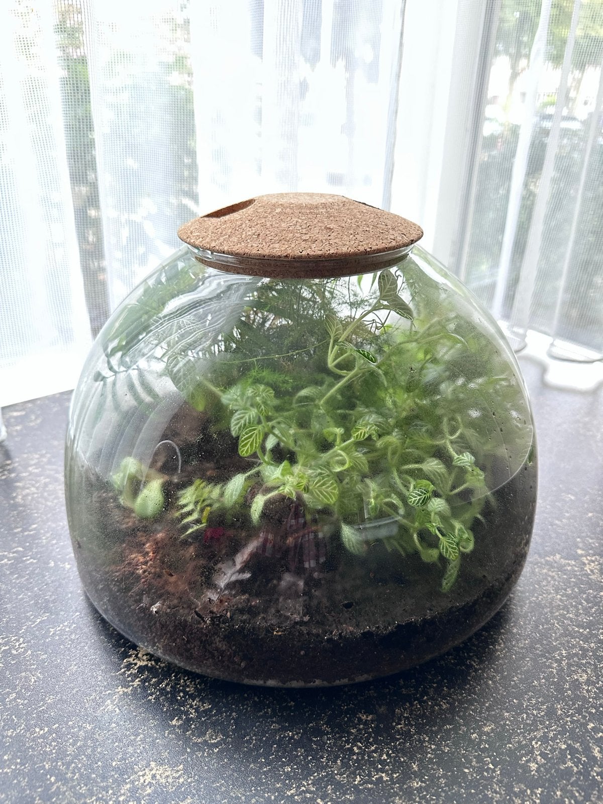 L.S.A. International Canopy Planten Terrarium, Ophalen, Zo goed als nieuw, Glas, Klassiek