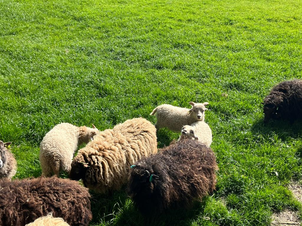 Ouessant rammen, Dieren en Toebehoren, Schapen, Geiten en Varkens, Mannelijk, Schaap, 0 tot 2 jaar